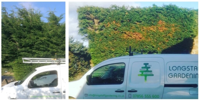 Hedge reduction: before and after