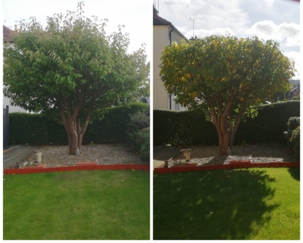 Before and after ... Cherry tree pruning and balancing