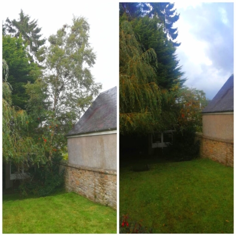 Before and after ... (Silver Birch removal)