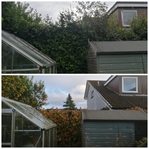 Before and after ... Beech hedge reduction